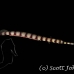 pipefish_ringed_sw_mb_h_0459_png1613.jpg